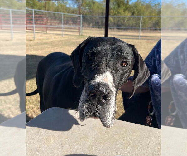 Medium Photo #2 Great Dane Puppy For Sale in Bullard, TX, USA