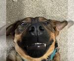 Small #2 German Shepherd Dog Mix
