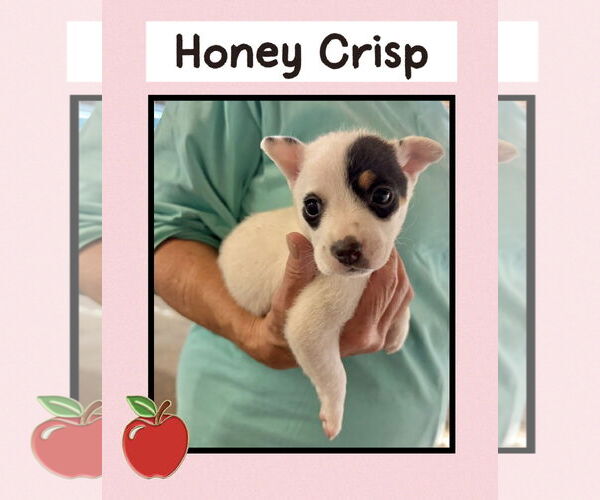 Medium Photo #1 Mutt Puppy For Sale in Williamsburg, IA, USA