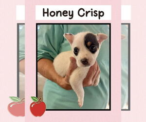 Mutt Dogs for adoption in Williamsburg, IA, USA