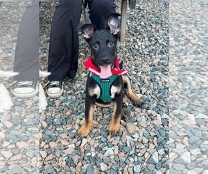 Mutt Dogs for adoption in Holly Springs, NC, USA