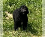 Small Photo #4 Labradoodle Puppy For Sale in DUNDEE, OH, USA