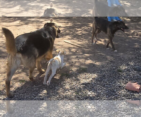 Medium Photo #2 Jack Russell Terrier-Unknown Mix Puppy For Sale in Peralta, NM, USA