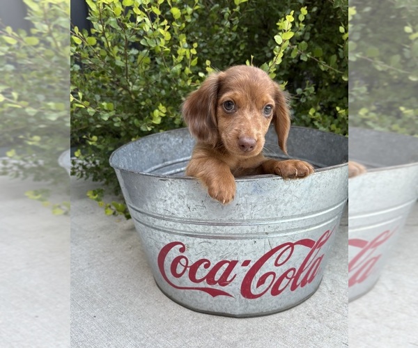 Medium Photo #4 Dachshund Puppy For Sale in MIDDLEBURY, IN, USA