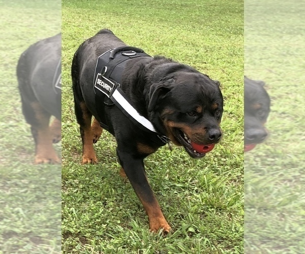 Medium Photo #12 Rottweiler Puppy For Sale in VONORE, TN, USA