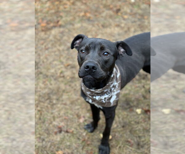 Medium Photo #14 Staffordshire Bull Terrier-Unknown Mix Puppy For Sale in Woodbury, NY, USA