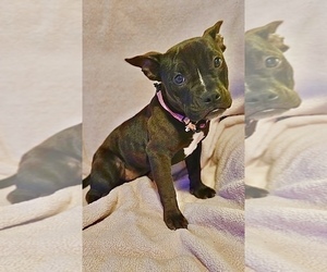 American Bully Puppy for Sale in CLOVER, South Carolina USA