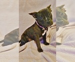 Small American Bully