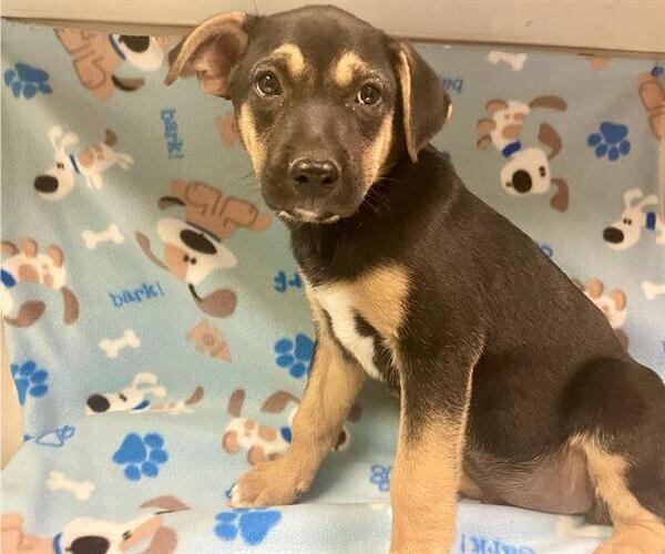 Medium Photo #1 German Shepherd Dog Puppy For Sale in HESPERIA, CA, USA