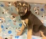 Small German Shepherd Dog