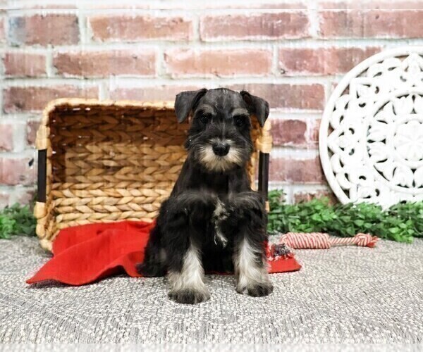 Medium Photo #23 Schnauzer (Miniature) Puppy For Sale in SYRACUSE, IN, USA