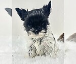 Small #9 Morkie