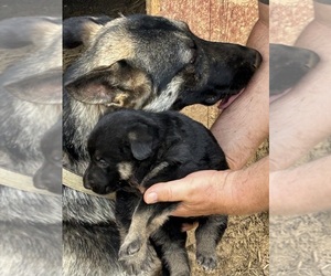Mother of the German Shepherd Dog puppies born on 12/31/2023