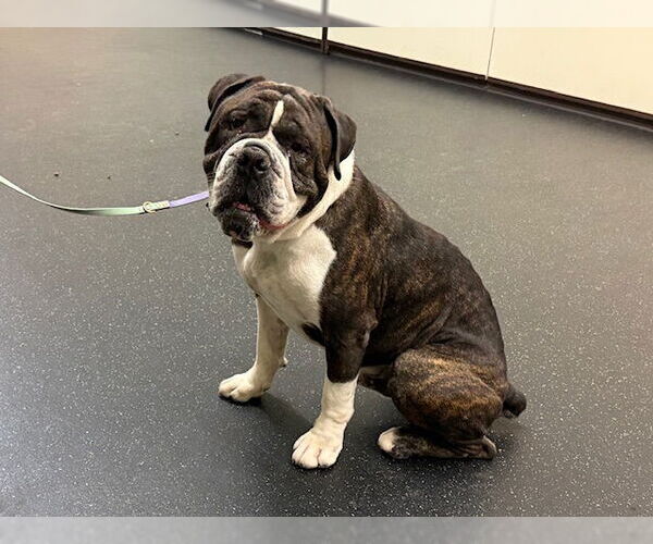 Medium Photo #2 American Bulldog Puppy For Sale in Pasadena, CA, USA