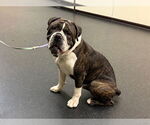 Small #1 American Bulldog