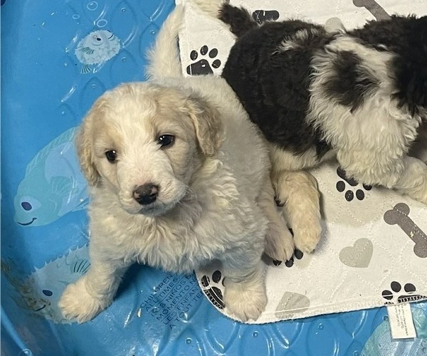 Medium Photo #7 Goldendoodle Puppy For Sale in ELLISGROVE, IL, USA