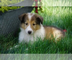 Collie Puppy for sale in FREDERICKSBG, OH, USA