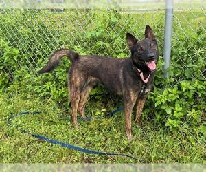 - Mix Dogs for adoption in Ocala, FL, USA