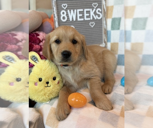Medium Photo #3 Golden Retriever Puppy For Sale in TONASKET, WA, USA