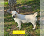 Small #7 Chihuahua Mix