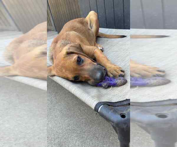 Medium Photo #7 Beagle-German Shepherd Dog Mix Puppy For Sale in Aurora, IN, USA