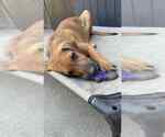 Small #6 Beagle-German Shepherd Dog Mix
