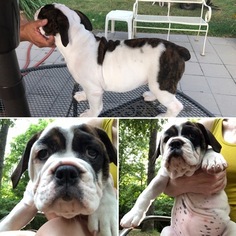 Olde English Bulldogge Puppy for sale in FAYETTEVILLE, AR, USA