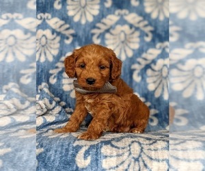 Goldendoodle (Miniature) Puppy for sale in KIRKWOOD, PA, USA