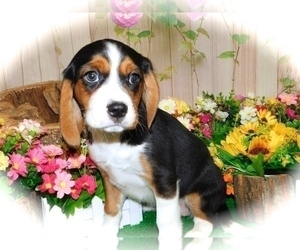 Beagle Puppy for Sale in HAMMOND, Indiana USA