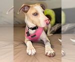 Small #8 Catahoula Leopard Dog Mix