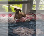 Small #3 Mutt