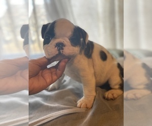 English Bulldog Puppy for sale in BRANFORD, CT, USA