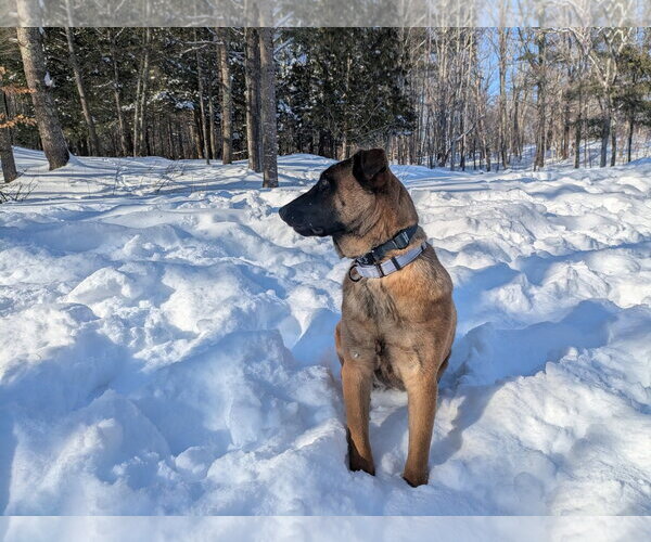 Medium Photo #17 German Shepherd Dog-Unknown Mix Puppy For Sale in Sebec, ME, USA