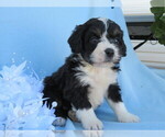 Small Photo #3 Miniature Bernedoodle Puppy For Sale in SHILOH, OH, USA