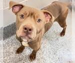 Small #1 American Pit Bull Terrier