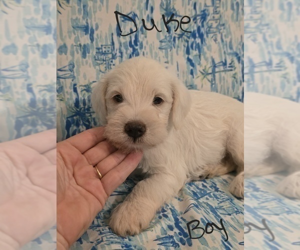 Medium Photo #30 Chizer Puppy For Sale in MONTEZUMA, GA, USA