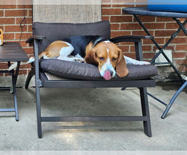 Medium Photo #4 Bagle Hound Puppy For Sale in Brookville, OH, USA