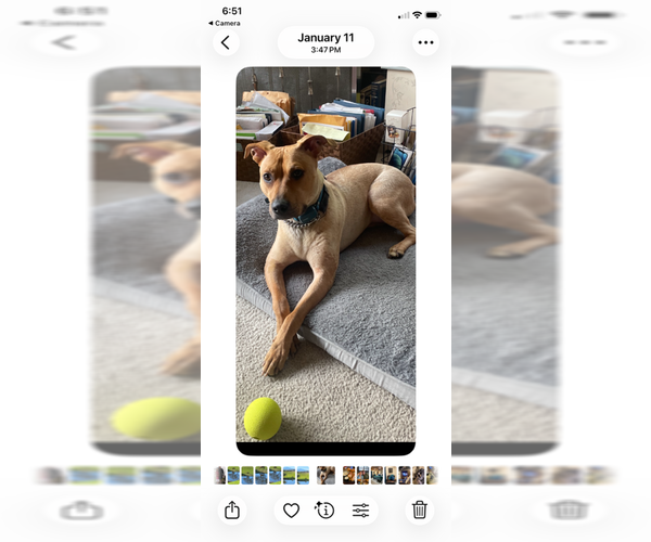 Medium Photo #2 Rhodesian Ridgeback-Unknown Mix Puppy For Sale in Chandler, AZ, USA
