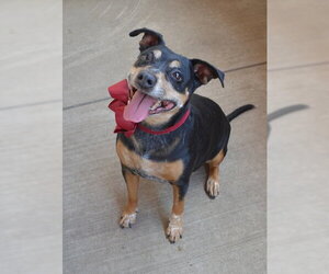 Mutt Dogs for adoption in McKinney, TX, USA