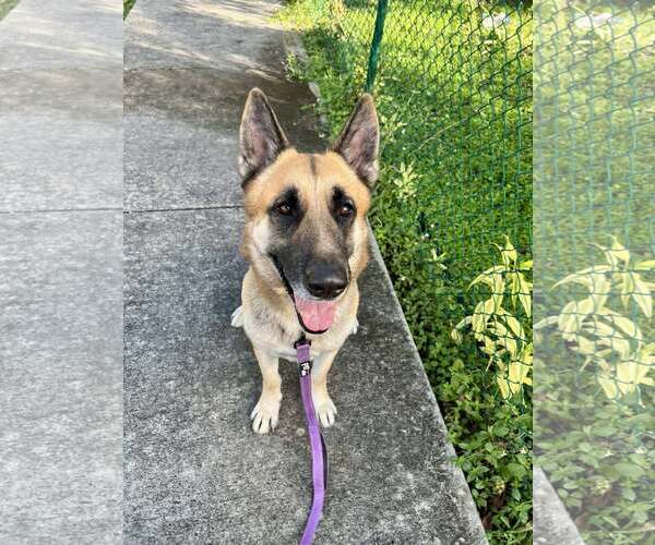 Medium Photo #4 German Shepherd Dog Puppy For Sale in Plantation, FL, USA