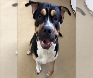 Mastiff Dogs for adoption in Derwood, MD, USA
