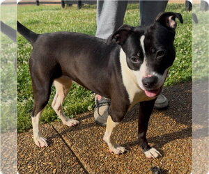 Lady Luck - Female Mutt Dog for Adoption - Photo #4