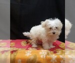 Saint - Male Maltipoo (Miniature) Puppy for Sale - Photo #5