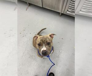 American Pit Bull Terrier-Unknown Mix Dogs for adoption in Waco, TX, USA