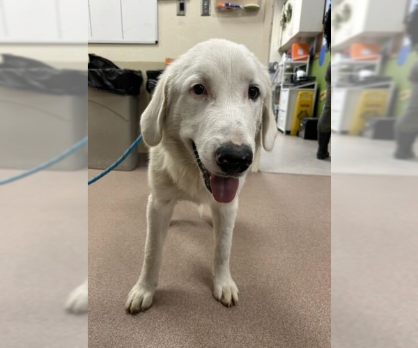 Medium Photo #3 Great Pyrenees Puppy For Sale in Croydon, NH, USA