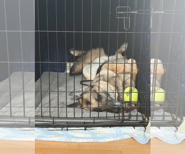 Medium Photo #3 German Shepherd Dog Puppy For Sale in New Hill, NC, USA