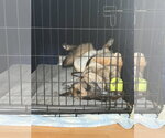 Small #2 German Shepherd Dog