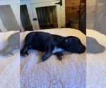 Small Photo #5 Australian Shepherd Puppy For Sale in CHARLESTON, SC, USA