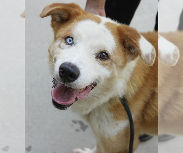 Medium Photo #1 Australian Shepherd-Unknown Mix Puppy For Sale in Decatur, GA, USA