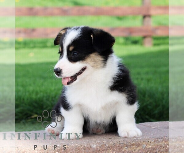 Medium Photo #2 Pembroke Welsh Corgi Puppy For Sale in PALMYRA, PA, USA